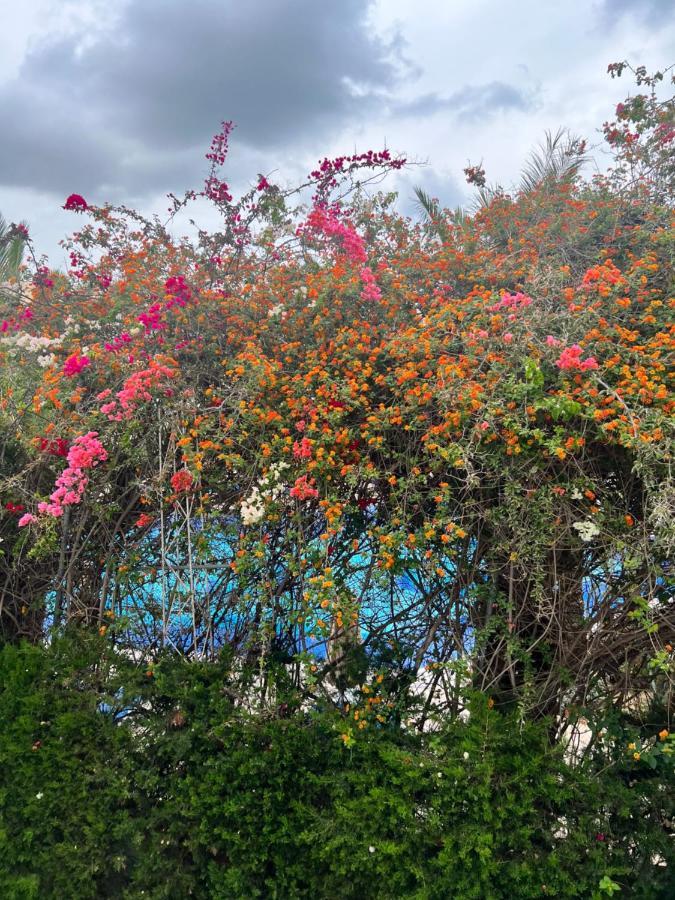 Appartement Rayhan Yasmine Hammamet Eksteriør billede